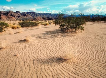 The Mojave Desert spreads across four states, with 25 million acres in California alone.