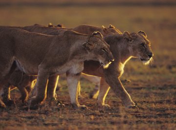 Grasslands exist throughout the world.