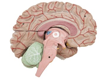 The hypothalamus sits under the thalamus at the top of the brain stem.