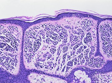 Low permeability of skin cells keeps in what needs to be inside and keeps out what needs to be outside.