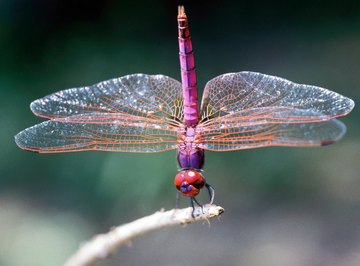 Dragonflies are members of the Odonata order.