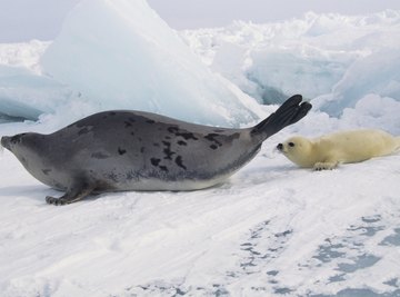 A harp seal and her pup on the ice.