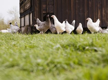 Properly managed free-range chickens don't harm the environment.