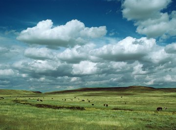 Under particular climatic and ecological conditions, grasses can outcompete trees and shrubs.