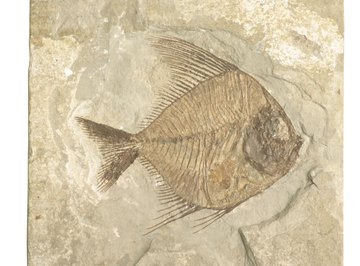 Definition of a Preserved Fossil | Sciencing