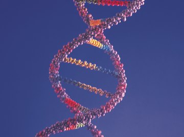 The DNA double helix