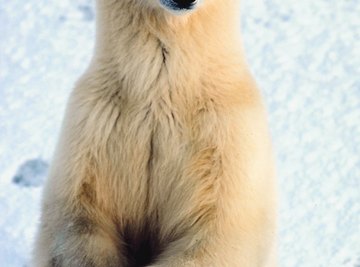 Preschoolers love learning about polar bears through hands-on science experiments.