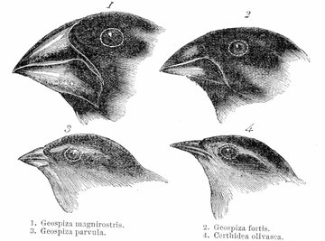 Darwin believed that the different finches' beaks resulted from evolution.