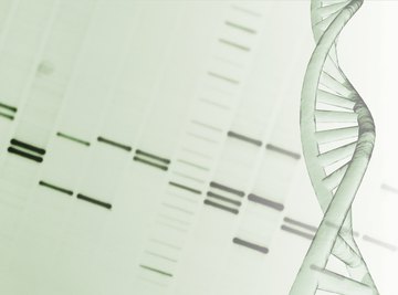 The DNA molecule stores information chemically.