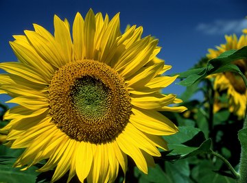 Like a sunflower, a solar tracker lets you harness more of the sun's power.