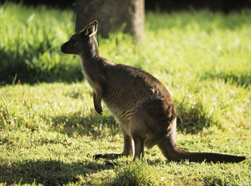 The kangaroo is a dominant species on the Australian savanna.