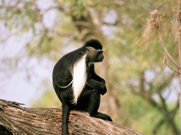 Despite living in trees, the colobus monkeys of Africa lack thumbs.
