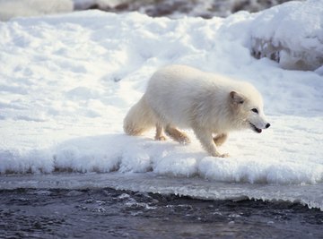 Arctic fox in the Arctic Circle.