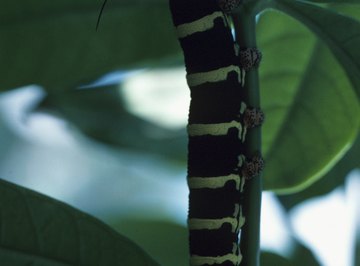 Most black and yellow, tree-dwelling caterpillars are harmless to people and pets.