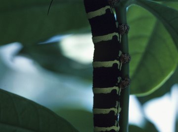 Are Black & Yellow Tree Caterpillars Poisonous? | Sciencing