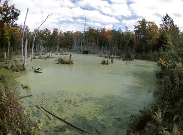 Unchecked algae growth can make an environment inhospitable for other life.