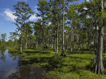 Acid rain in wetlands may slow global warming.