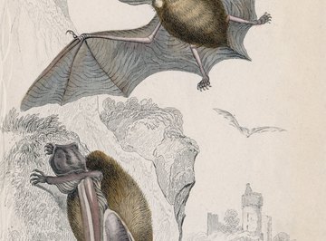 A bat's wing bones are homologous to human hand bones.