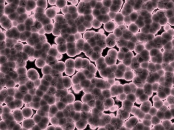 Parthenogenetic individuals develop from unfertilized egg cells.