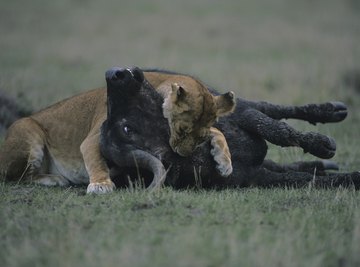 Carnivores are one part of a food chain.