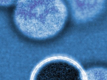 Cell membranes create concentration gradients.