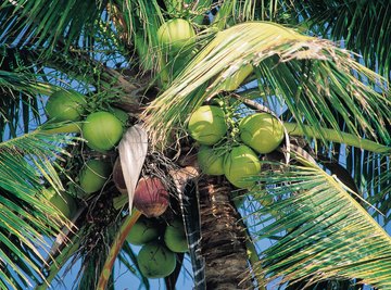 A coconut has many uses that may be investigated scientifically.
