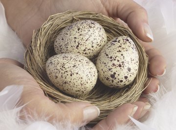 What Time of Year Do Wild Birds Lay Eggs