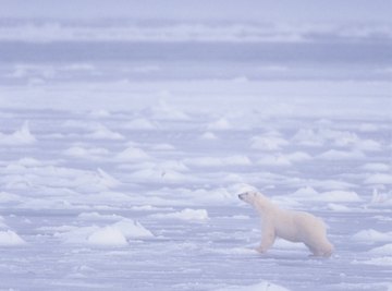 Warming temperatures reduce the amount of ice on which polar bears can hunt.