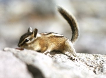 Chipmunks often burrow in wooded areas.