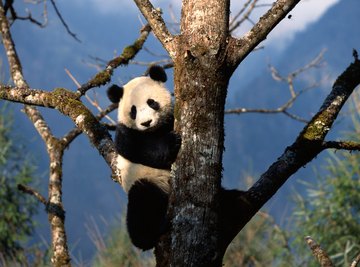 Pandas climb trees to avoid predators and to rest above the ground.