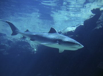 Top predators, like sharks, are at the top of the food chain.