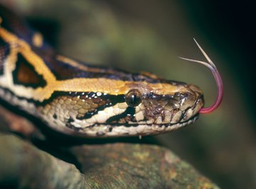 Male snakes use their forked tongues to follow a female's scent trail.