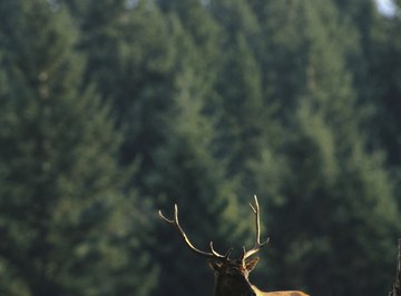 Elk are a prey species.