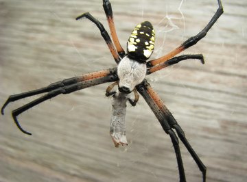 Common North Dakota Spiders