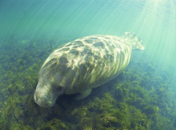 Florida manatees are docile plant-eaters.