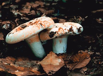 Mushrooms are just the tip of the iceberg. Most fungi are made up of large networks of microscopic threads.