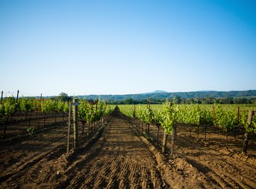 California's Mediterranean climate makes it ideal for vineyards.