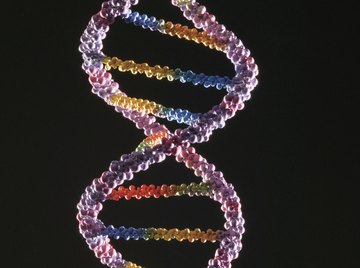 Some items in a DNA sequence serve mechanical, instead of biological, functions.