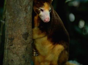 Tree kangaroos are the only macropods that can move their back feet independently.