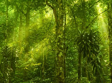 Abiotic Factors of a Rain Forest