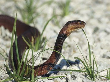 Spitting cobras give birth to live young.
