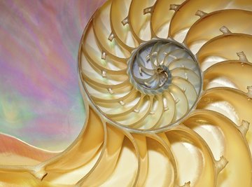 The nautilus shell is often used to illustrate the Fibonacci numbers because of its spiral shape.