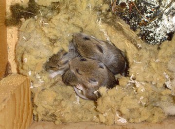 Three mice nestled in a nest inside of a home.