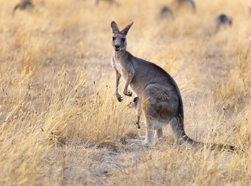 kangaroo in field