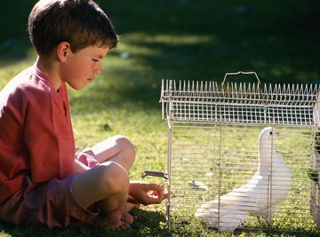 Pigeons adapt in the winter by flying less to conserve energy.