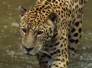 Jaguar  San Diego Zoo Animals & Plants