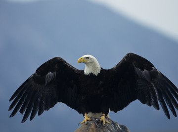 A bald eagle uses its wide, slotted wings for gliding and soaring.