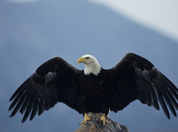 birds with arms do you even lift