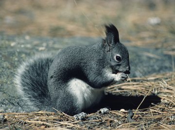 Signs & Symptoms of Rabies in Squirrels