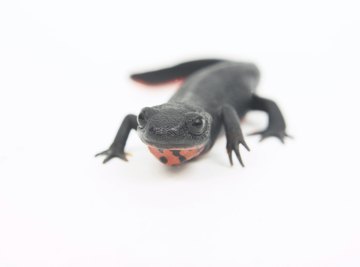 A salamander